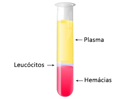 Plasma, Leucócitos e Hemácias